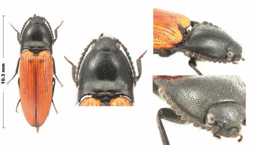 Ampedus pomonae